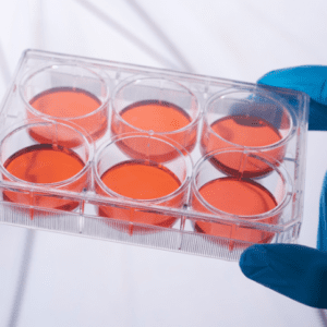 6 Well Cell Culture Plates UAE Oman sterile TC treated